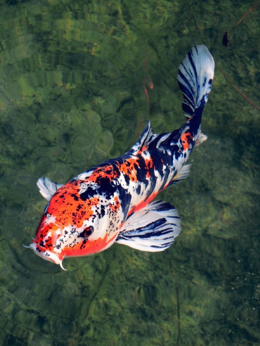 A koi fish, the symbol of the KOI brand
